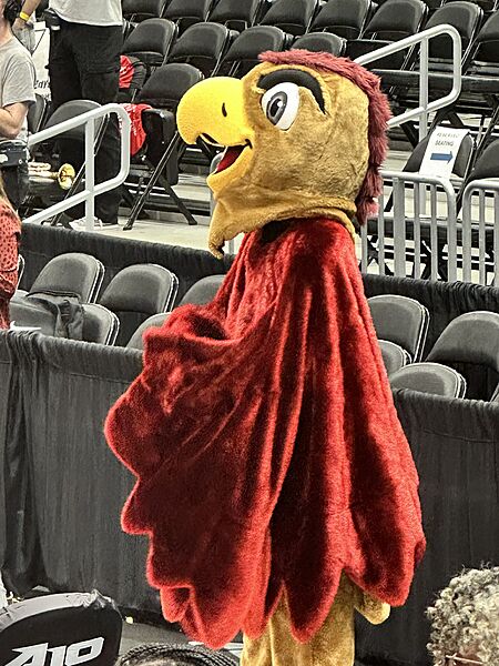 St Joseph's Hawks mascot (2025)