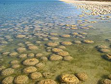 StromatolitheAustralie25