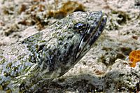 Synodus intermedius-lizardfish profile IMG 4812