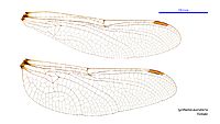 Synthemis eustalacta female wings (34931593351)