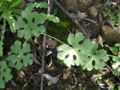 TawManroot4 06