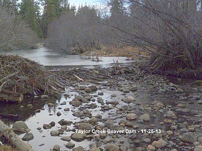 Taylor Creek Beaver Dam, 11-25-13