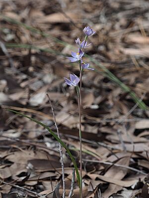 Thelymitra graminea habit