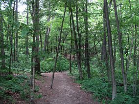 Trail leading into Wilson Mountain Reservation, Dedham MA.jpg