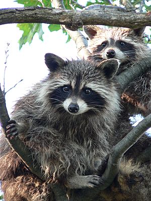 Treed Raccoons