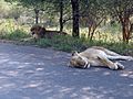 Two lions having a break after an unsuccessful hunt in Kruger National Park