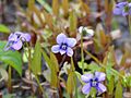 Viola cucullata flower