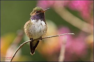 Volcano Hummingbird (Selasphorus flammula) landing.jpg