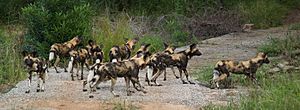 Wild Dog Kruger National Park South Africa