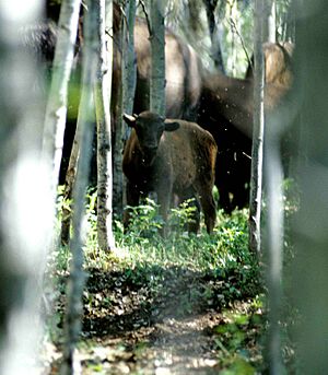 Wood-Buffalo-NP Waldbison Kalb 98-07-04