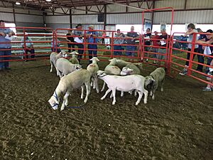 2017 APSA sale