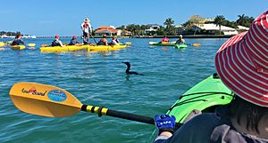 2017 Sarasota Adventure Kayak Guided Tour Cormorant among the Fleet 04 FRD 9405