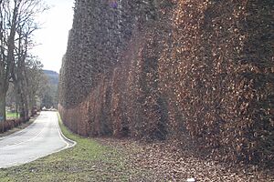 620-250 Year old Beech Hedg