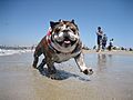A bulldog at Rosie's Dog Beach