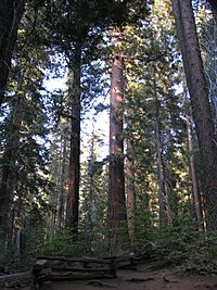 A late afternoon in Tuolumne Grove IMG 4198.jpg