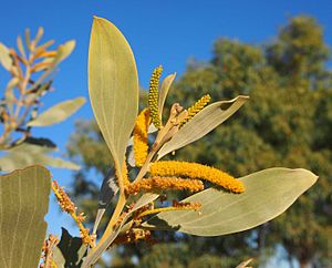 Acacia colei flowers and foliage