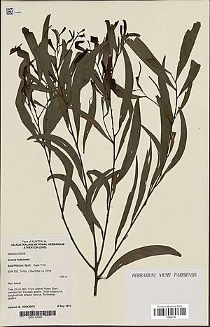 Acacia hylonoma P03622726.jpg