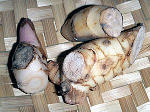 Alpinia galanga