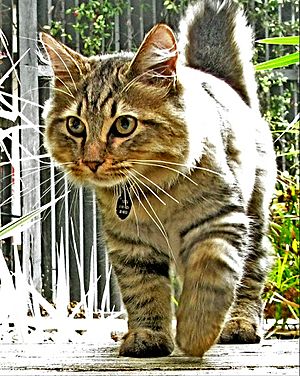 American bobtail 2