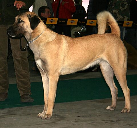 Anatolian 589