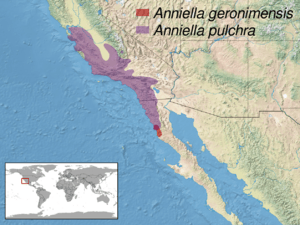 Anniella sp. distribution.png