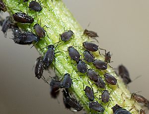 Aphids May 2010-2