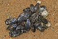 Atlantic Ribbed Mussels - Geukensia demissa, Westmoreland State Park, Montross, Virginia (25158079277)