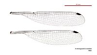 Austroargiolestes isabellae male wings (34664713572)