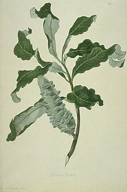 Banksia dentata watercolour from Bank's Florilegium