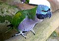 Bird - Aviary, Tazishan Park - Chengdu, China - DSC03030