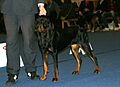Black & Tan Coonhound 2