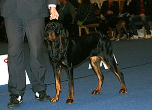 Black & Tan Coonhound 2