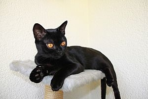 Bombay Katze Ebene of Blue Sinfonie