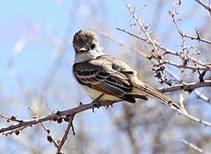 Brown-crested-flycatcher