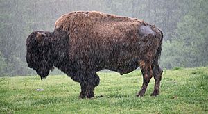 Buffalo in the Rain