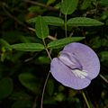 Butterfly Pea (Centrosema virginianum), photographed on 22 May 2020, Polk County, Texas, USA, by William L. Farr