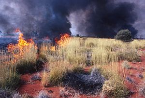 CSIRO ScienceImage 1327 Bush fire