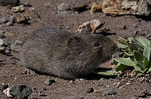 California Vole (Microtus californicus) cropped