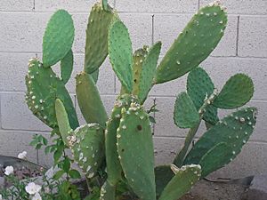 Captive Prickly Pear