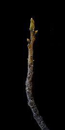 Carya cordiformis bud 2