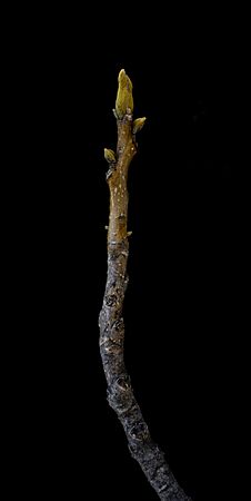 Carya cordiformis bud 2