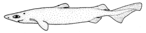 Centroscymnus owstoni (Roughskin dogfish).gif