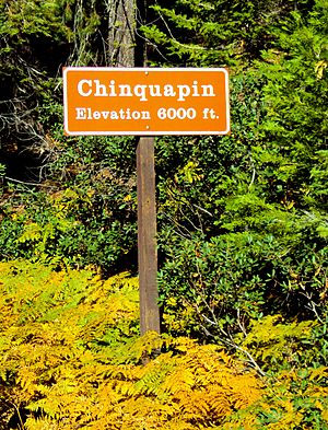 Chinquapin road marker