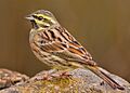 Cirl bunting cropped