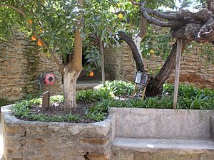 Citrus trees at Forestiere Underground Gardens