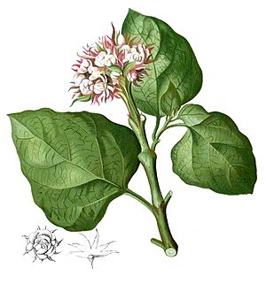 Clerodendrum chinense Blanco1.222-cropped.jpg