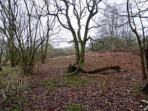 Coombe Wood, Frilsham (1).jpg