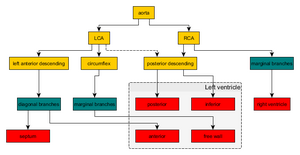 Coronary arteries flow