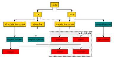 Coronary arteries flow