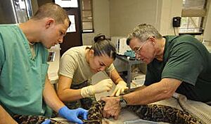 Cuban Boa gets chipped at Guantanamo